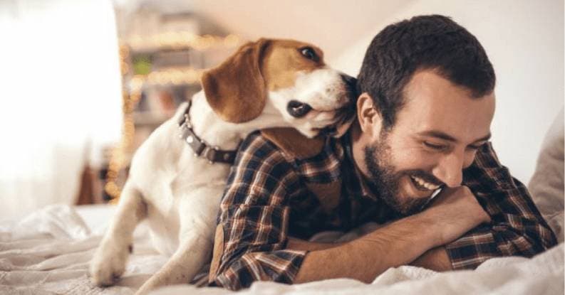 Airbnb para mascotas, un negocio de 70 millones de dólares