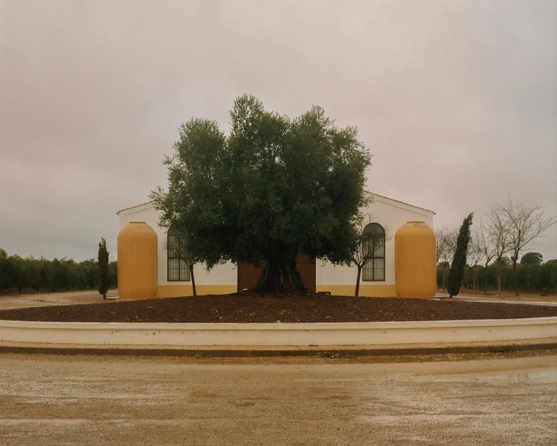 Palacio de los Olivos, el negocio detrás del mejor aceite de oliva del mundo