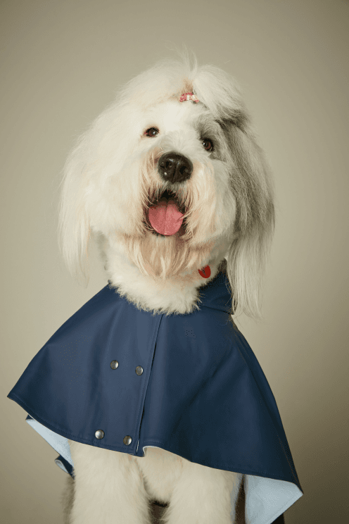 gestión empresa perros