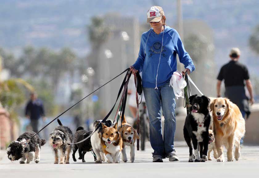 Negocio paseador de perros